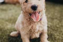 Stormie_sPuppies-8
